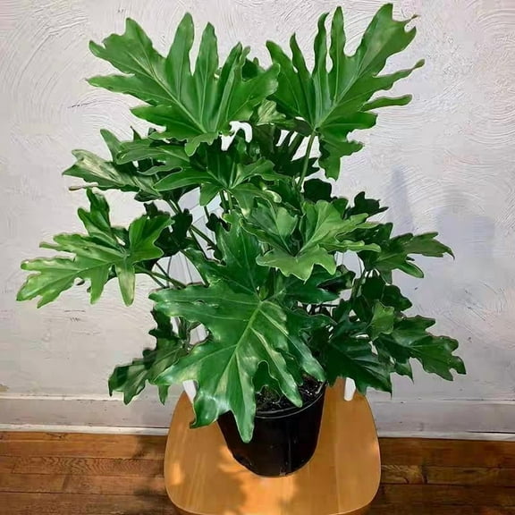 Hope Philodendron-RedCrocus-Evergreen Perennial-Indoor Plant  6" Pot