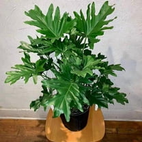 Hope Philodendron-RedCrocus-Evergreen Perennial-Indoor Plant 6" Pot