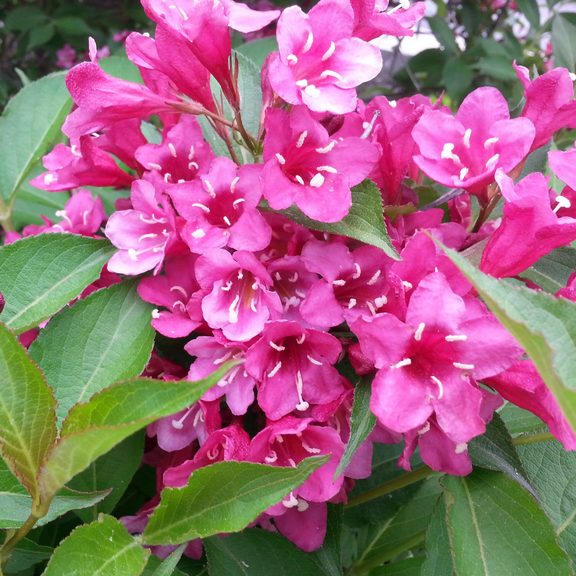 Potted Weigela Plant, 8 to 10 inches Height, Dormant, Pink Weigela Flower Plant Live for Outdoor Garden