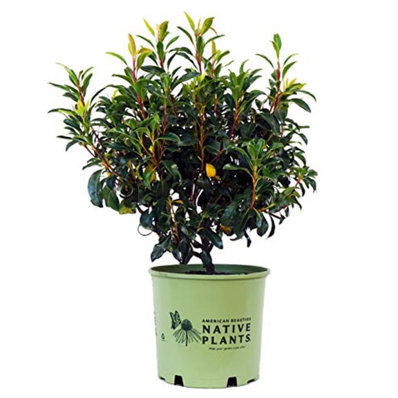 Keepsake Mountain Laurel