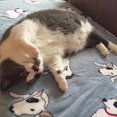 thumbnail image 3 of Pet Blanket Soft Cartoon Animal Patterns Cat Throw Blanket Dog Bed Blanket, 3 of 10