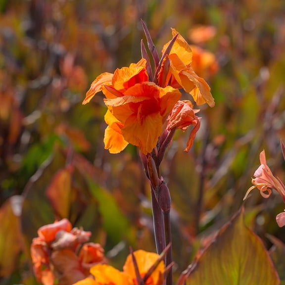 Wyoming Canna Flower Bulbs - 3 Bulbs per Pack - Attracts Butterflies and Hummingbirds - Deer Resistant - Grows Well In Containers - Easy to Grow Live Plants - Outdoor Garden