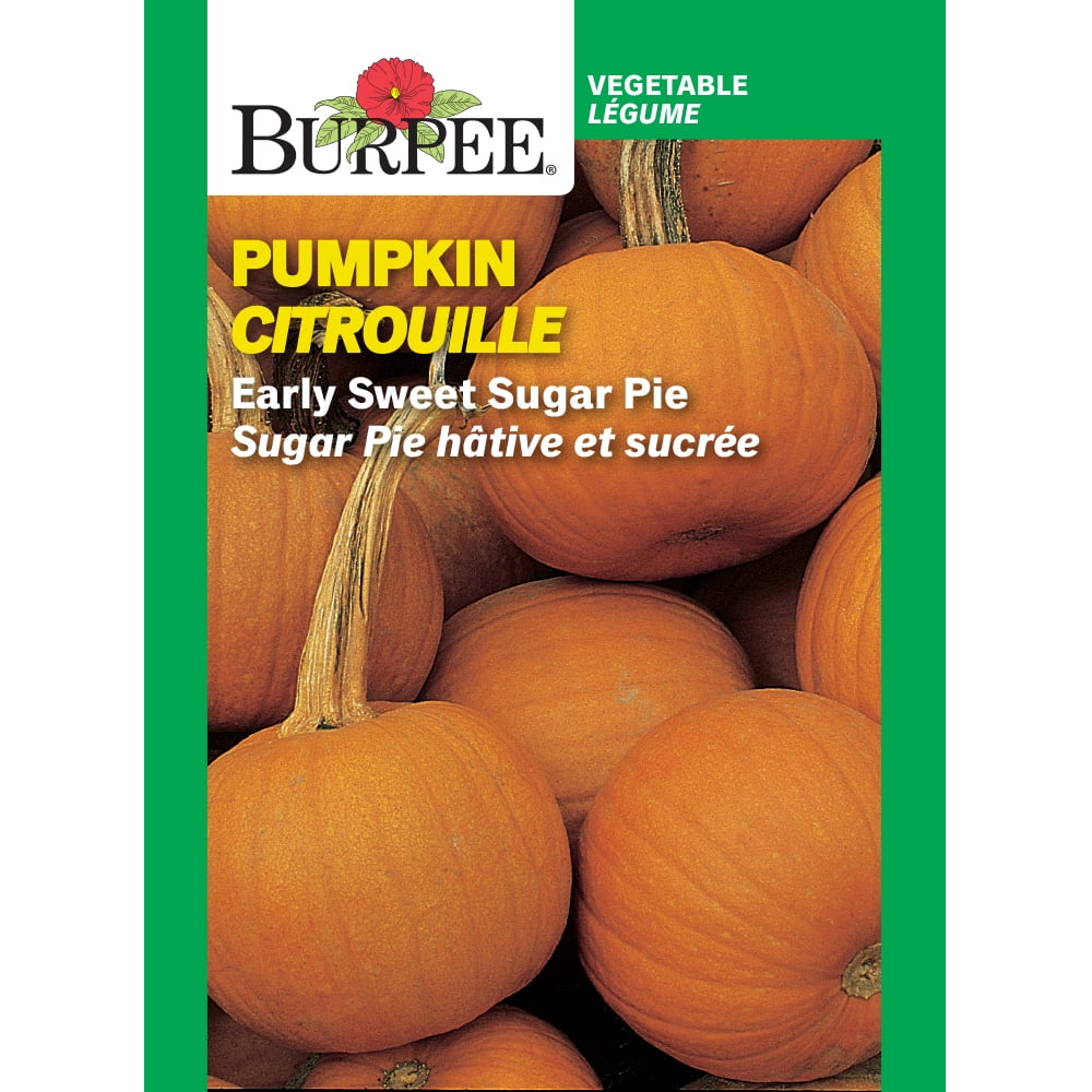 Burpee Early Sweet Sugar Pie Pumpkin, Plant Seeds for Home Garden