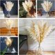 thumbnail image 3 of Pampas Grass 46 pulgadas 10 tallos Pampas Grass decoración neutra boho Pampas Grass para jarrón de piso boda arreglo floral pared mesa granja, 3 of 8