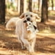 thumbnail image 5 of Juguetes masticables duraderos para perros que muerden con fuerza. Juguete interactivo para la dentición de cachorros, para jugar y entrenar a cachorros en interiores y exteriores., 5 of 6