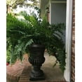 Fern Macho Giant Sword Fern Live Plant 6 In 2 Gal Pot 1724 In