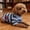 Blue, variant on Forestwhale Striped Heart Pet T-Shirt Lightweight Breathable Tee for Small Dogs and Cats Spring Summer Apparel Beige - XS