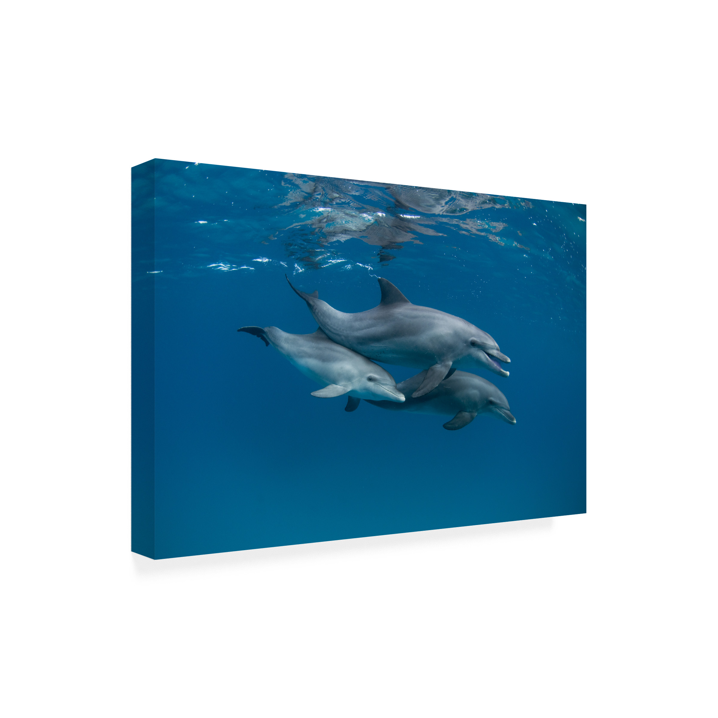 Romano Molinari 'Dolphins' Canvas Art