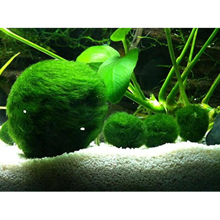 Marimo Moss Ball - 2 Inches