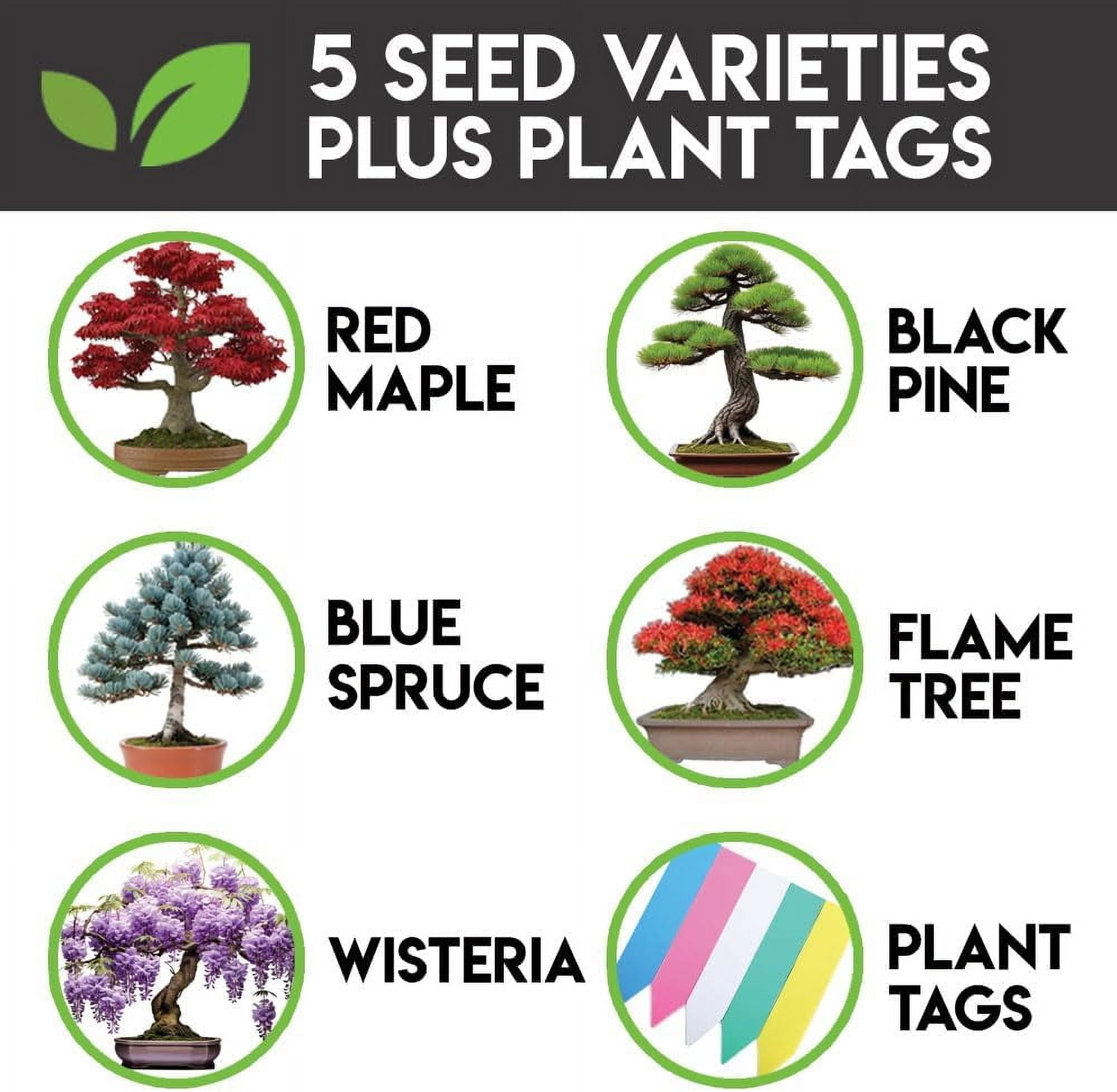 CZ Grain 5 Types Bonsai Tree Kit, Wisteria, Black Pine, Blue