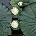 thumbnail image 4 of IDEANATEGRATE 5Ud Plantas Artificiales Flotantes Para Pecera Con Y Suaves, 4 of 6