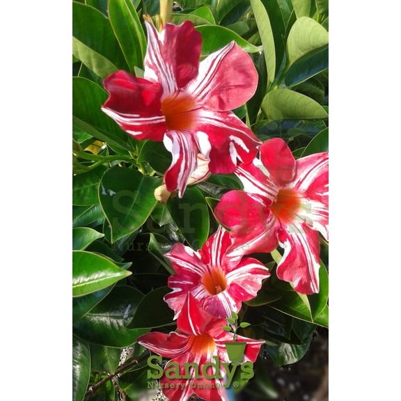 Mandevilla Stars & Stripes Red & White Starter Plant, Lot of 2