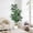 5FT, variant on QinaQin Realistic Artificial Fiddle Leaf Fig Tree - Large Faux Plant in White Planter - Natural Trunk, Bendable Offshoots, Low Maintenance Indoor Greenery for Home, Living Room, Bedroom, Office - 6FT