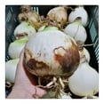 A maryllis bulbs bulk amaryllis plants live,Plant flowers in indoor and
