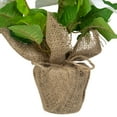thumbnail image 4 of 10" White Poinsettia Flower Artificial Christmas Floral Arrangement, 4 of 4