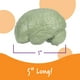 thumbnail image 3 of Sección transversal de recursos de aprendizaje de modelos cerebrales, 2 piezas, 7 o más, 3 of 6