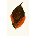thumbnail image 2 of Edward Joseph Lowe 11x14 Gold Ornate Wood Frame and Double Matted Museum Art Print Titled - Acalypha Tricolor (1867-1870), 2 of 4