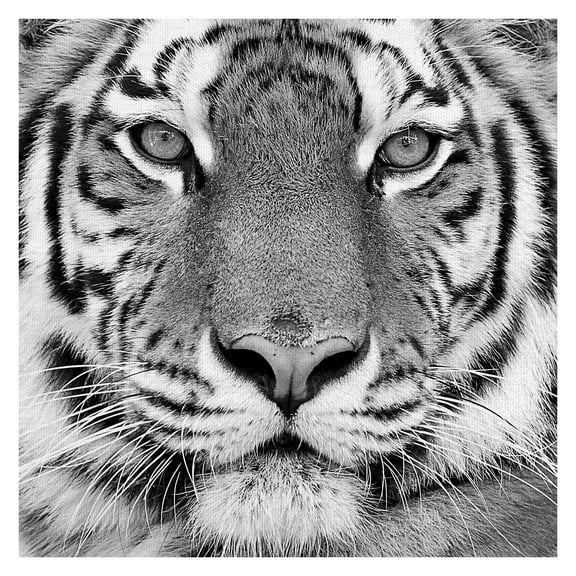 Masterpiece Art Gallery Tiger By PhotoINC Studio Canvas Art Print 30" x 30"
