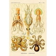 thumbnail image 3 of Haeckel, Ernst 11x14 Black Modern Framed Museum Art Print Titled - Haeckel Nature Illustrations: Cephlopods, 3 of 5