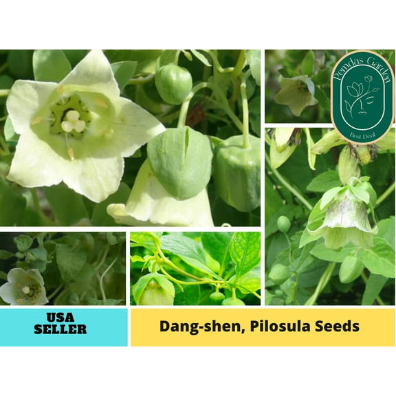 60 seeds| Dang-shen Seeds, pilosula seeds, - Authentic Seeds ~ GMO Free ~ Seeds~Flower seeds~ Vegetable seeds~ Asian Garden~ Herbs B5G1