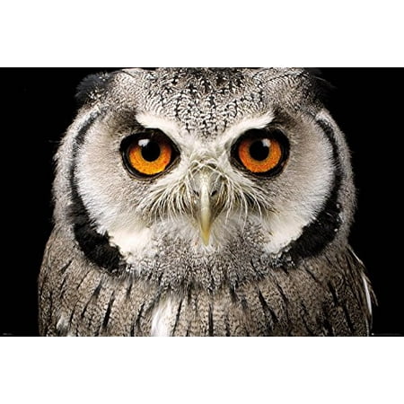 Owl Face Wildlife 36x24 Art Print Poster Animals
