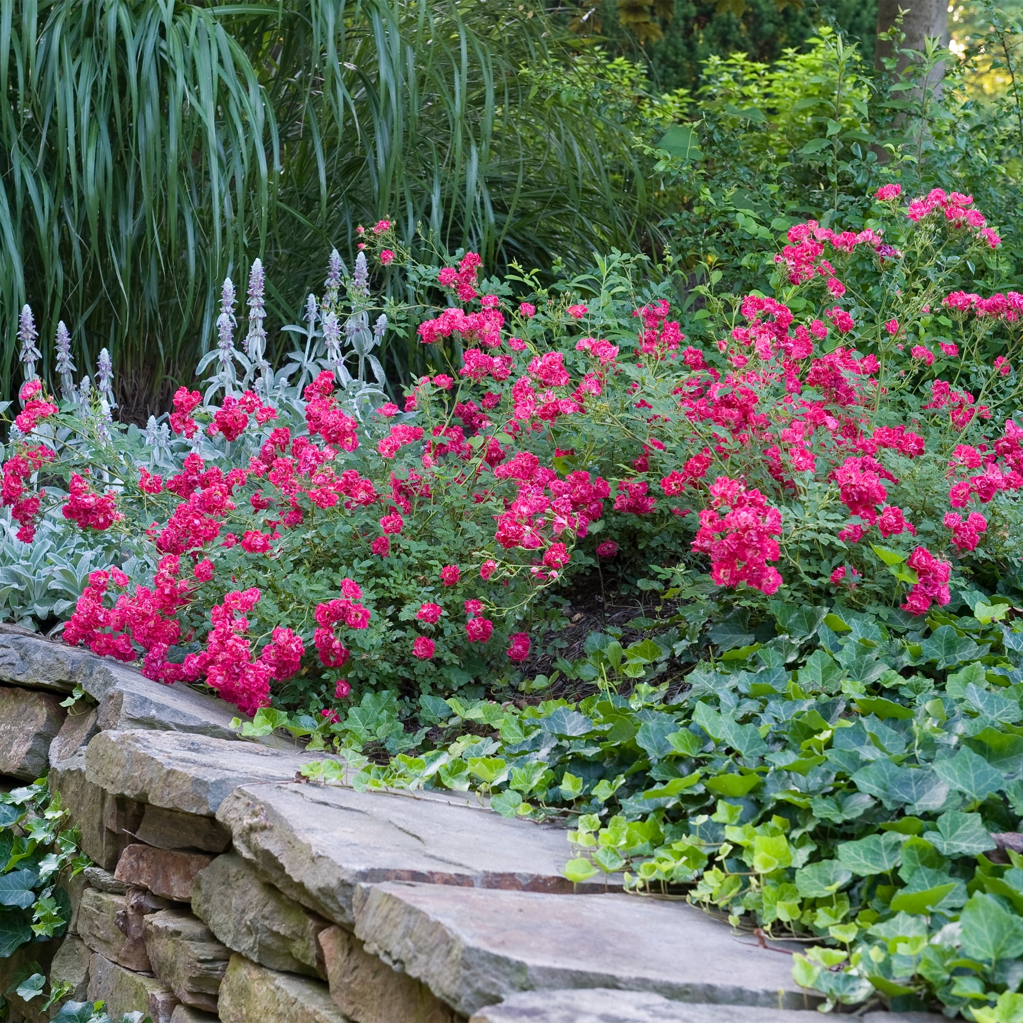 Drift Red Rose Live Shrub (2 Gallon)