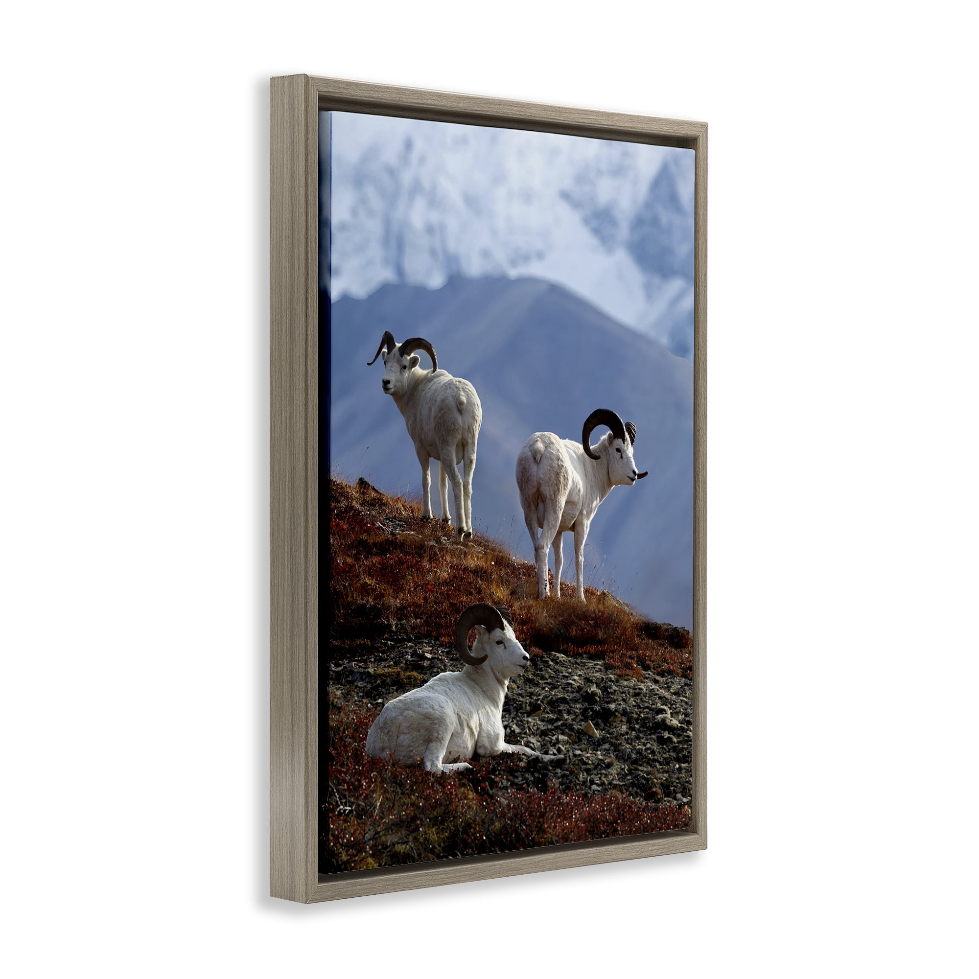 Stupell Industries Dall Sheep on Cliff Landscape & Nature Photography Brown Floater Framed Canvas Art Print Wall Art, 21 x 31