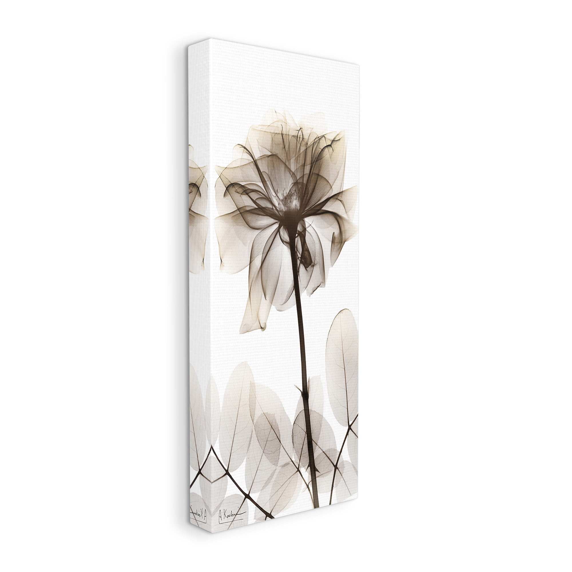 Stupell Industries Blooming Opaque Flower Botanical & Floral Photography Gallery Wrapped Canvas Art Print Wall Art, 17 x 40