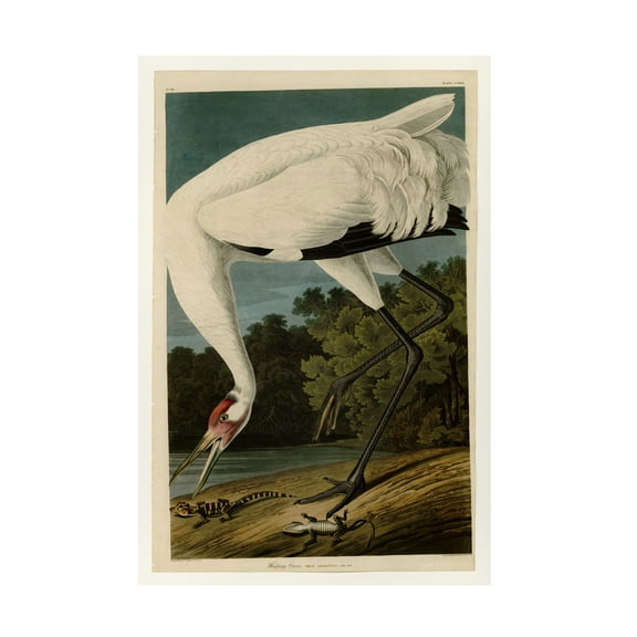 John James Audubon 'Whooping Crane' Canvas Art