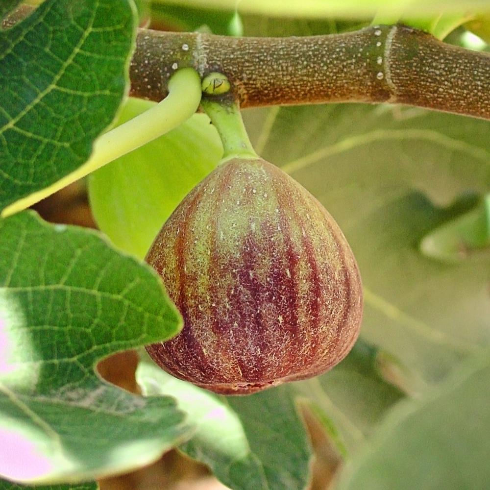 Expert Gardener 3-4 ft tall Brown Turkey Fig Live Tree in 7-Gallon Grower Pot