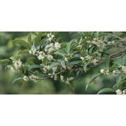 Fragrant Tea Olive Shrub 1 Extra Large 3 Gallon Plant Osmanthus Fragrans Blooming Specimen
