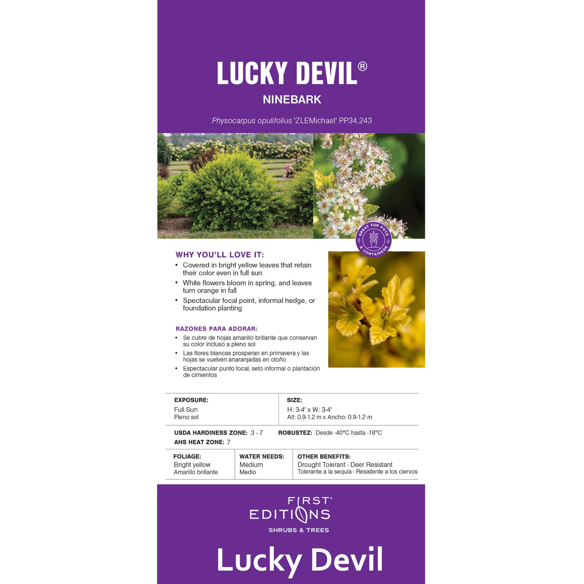 First Editions Ninebark Lucky Devil Live Shrub in 2-Gallon Grower Pot