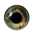 thumbnail image 3 of Koi Fish Glass Eyes, 3 of 10
