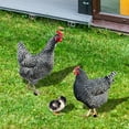 thumbnail image 5 of StSilkitty Realistic Funny Chicken Outdoor Statues,Weatherproof Acrylic Farm Style Animal Shapes for Garden,Backyard Decoration and Art, 5 of 7