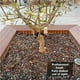 thumbnail image 3 of Juego De Estacas Para Árboles Anclaje De Soporte Para Plantas Práctico Jardín Protector De Árboles Jóvenes Cuerda De Soporte Para Árboles De Fácil Uso Anclaje De Soporte Para Plantas Resistente Al Speravity TO005486-01, 3 of 6