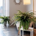thumbnail image 5 of CQURE 48-Inch Artificial Boston Fern Plants, 88 Fronds Realistic Fake Bushes for Indoor & Outdoor Decor, 2 Pack, 5 of 9