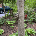 thumbnail image 5 of Quiet Frog Tree Peeker Garden Tree Sculptures D, 5 of 8