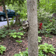 thumbnail image 5 of Esculturas de árboles de jardín con forma de rana silenciosa, 5 of 8