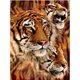 thumbnail image 1 of Poster Lenticular 3D LiveLife Pictures - Tiger Stripes Deluxebase 27144, 1 of 2