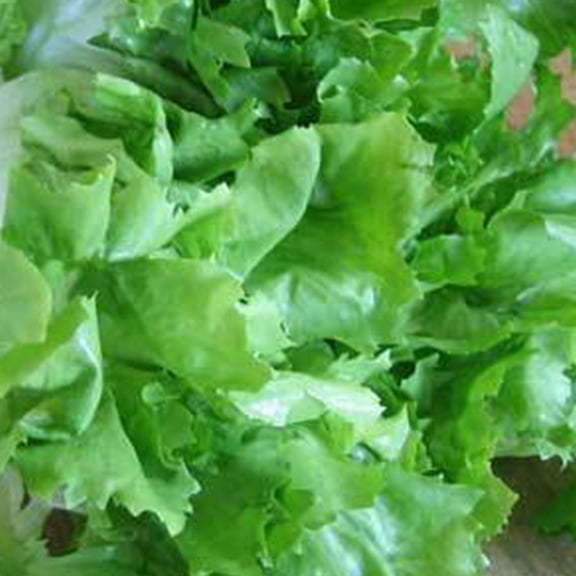 Organic Broadleaf Batavian Endive 3 g ~1,800 Seeds - Organic, Non-GMO, Heirloom, Open Pollinated - Vegetable Gardening & Micro Greens Seeds