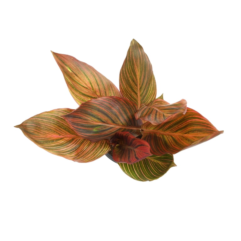 Altman Plants Red Tropicanna Canna Lily | Garden Perennial
