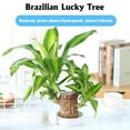 3 In 1 Brazil Lucky Wood Sets Brazilian Lucky Wood Hydroponic Potted 3-in-1-brazil-lucky-wood-sets-brazilian-lucky-wood-hydroponic-potted