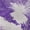 Purple, variant on Addison Rugs Mayfield Premium Machine Washable Transitional Floral Purple Rectangle Rug, 10' x 14'