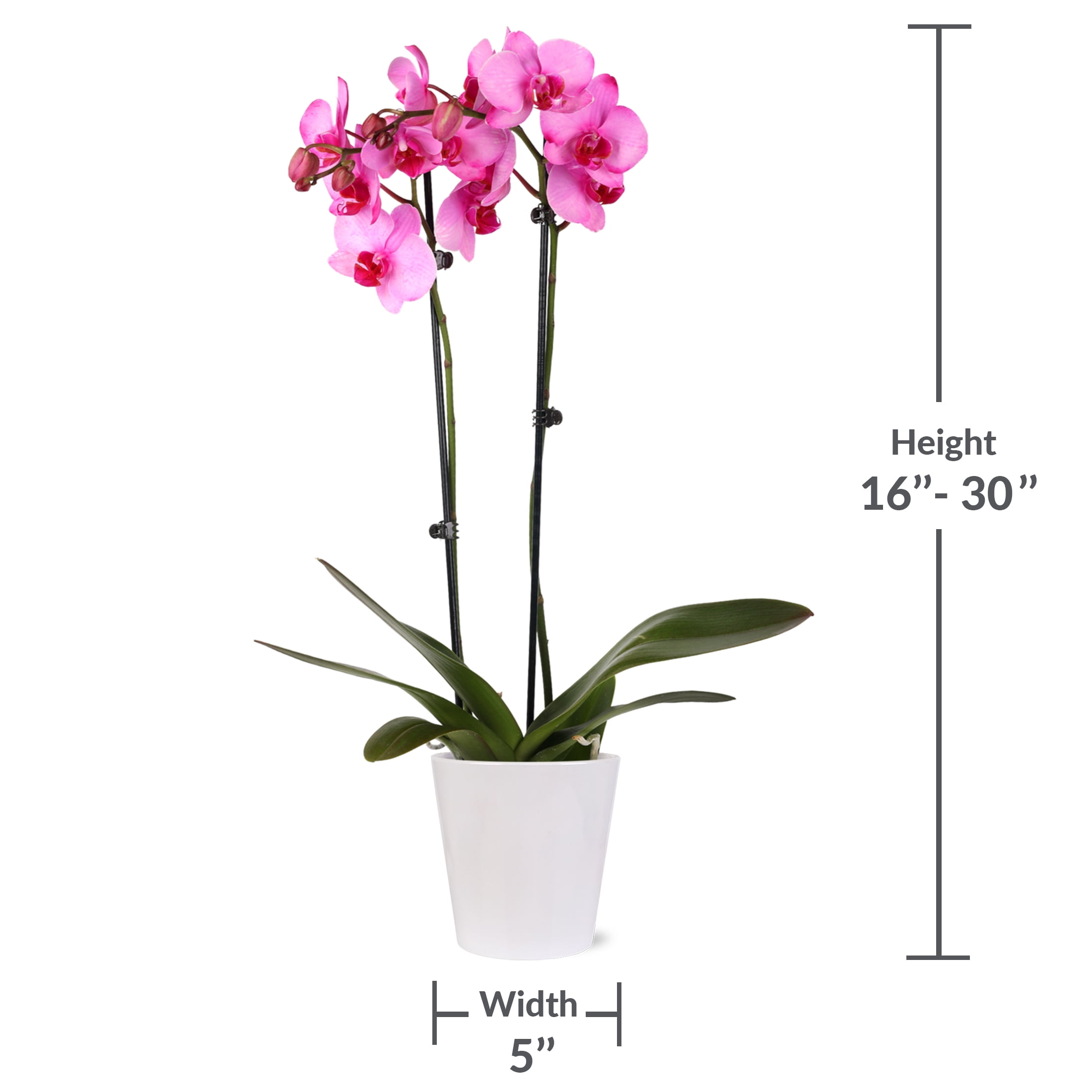 Just Add Ice 16-30" Watercolor Orchid Live Plant in 5" White Decorative Pot