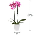 thumbnail image 6 of Just Add Ice 16-30" Watercolor Orchid Live Plant in 5" White Decorative Pot, 6 of 7