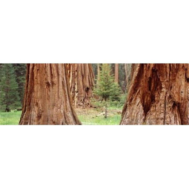 Panoramic Images PPI118887L Jeune Arbre parmi les Sequoias Sequoia Parc National Californien Plein Imprimé par Panoramic Images - 36 x 12