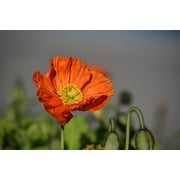 Red Shirley Corn Poppy Seeds/ Annual/ Full Sun/  50K Seeds 1/4 oz/ Zellajake Farm and Garden - B83