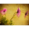 thumbnail image 2 of Malek, Honey 18x15 White Modern Wood Framed Museum Art Print Titled - Fuchsia Daisy I, 2 of 4