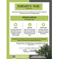thumbnail image 5 of Nature's Way Farms Podocarpus (25-30 inches tall) in growers pot, 5 of 5