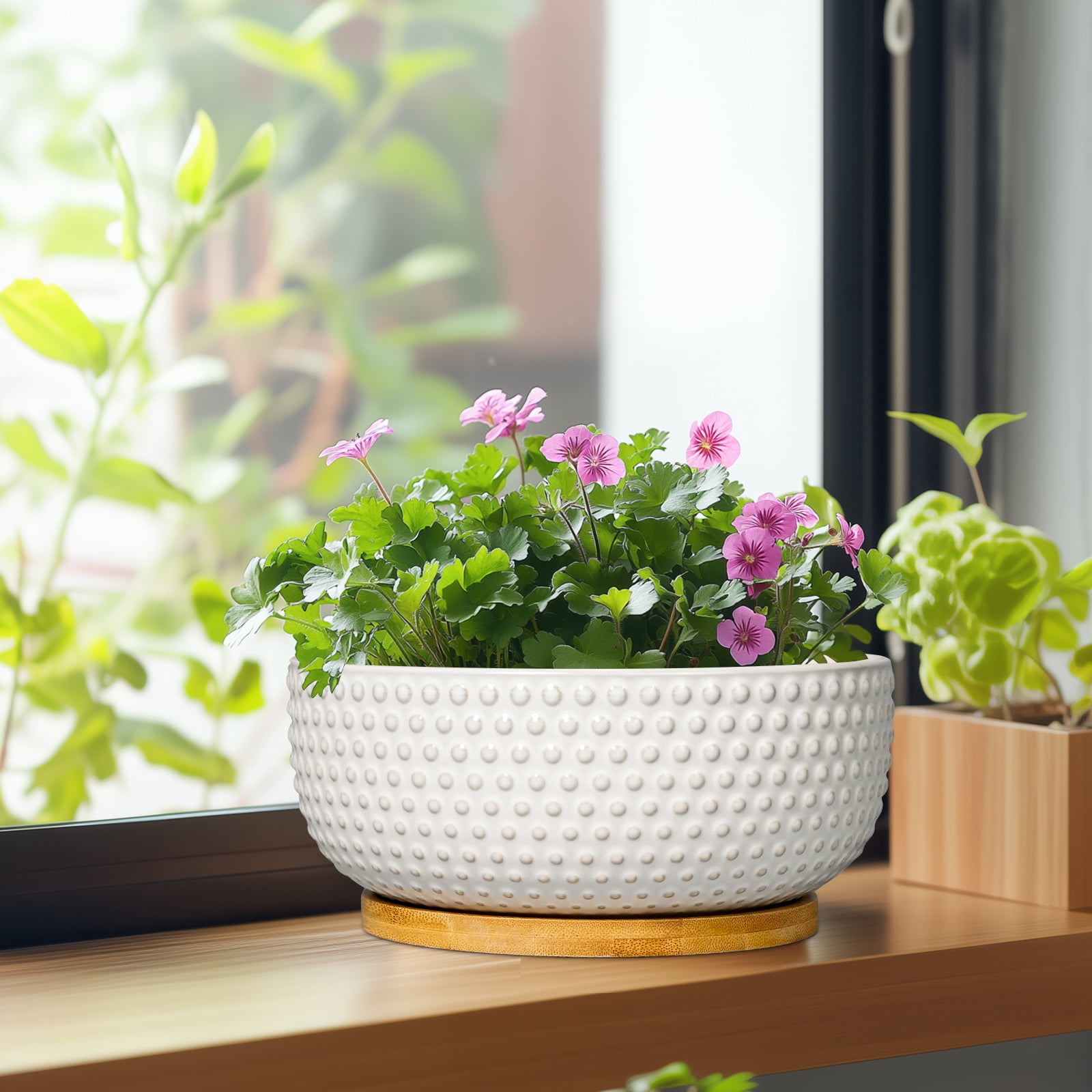 Ordivic 8 inch Round Off-White Ceramic Bonsai Pot with Drainage Hole & Saucer, Shallow Planter Bowl for Home Decor & Indoor Succulents